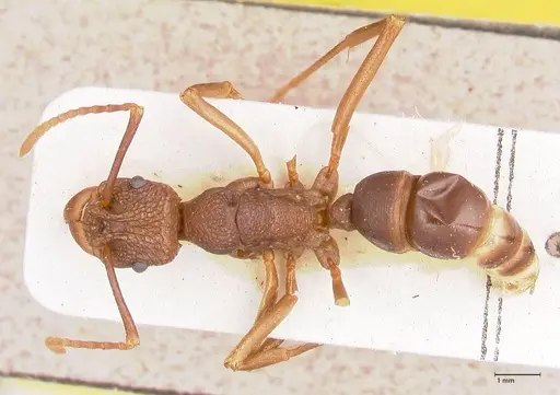 Rhytidoponera nodifera - FOCOL0889