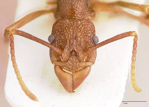 Rhytidoponera nodifera - FOCOL0889