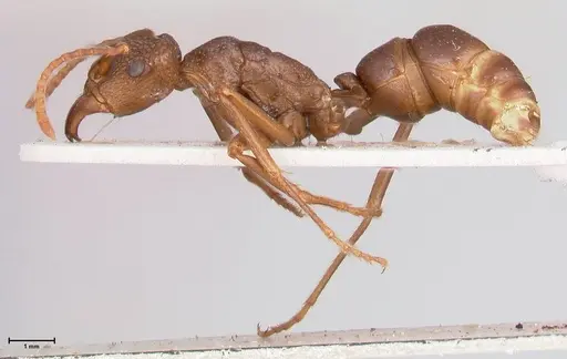 Rhytidoponera nodifera - FOCOL0889