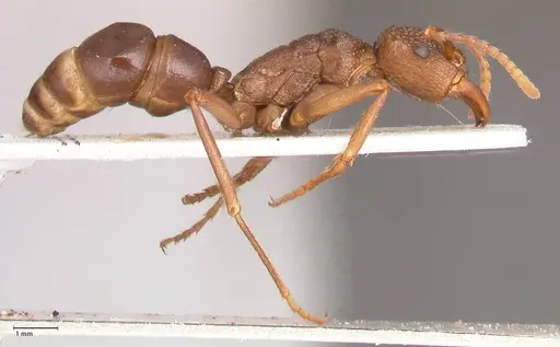 Rhytidoponera nodifera - FOCOL0889