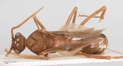 Rhytidoponera nodifera - FOCOL0890