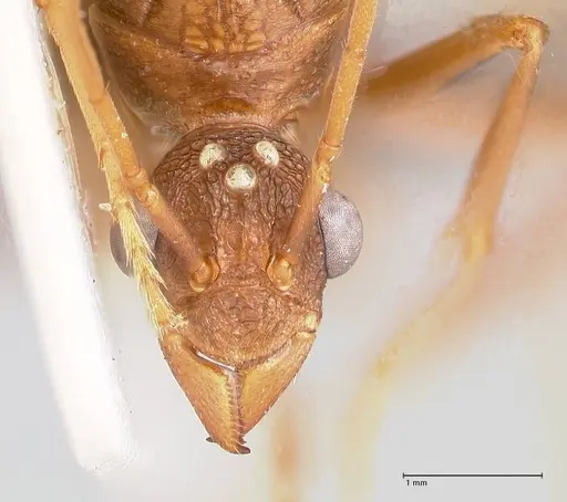 Rhytidoponera nodifera - FOCOL0890