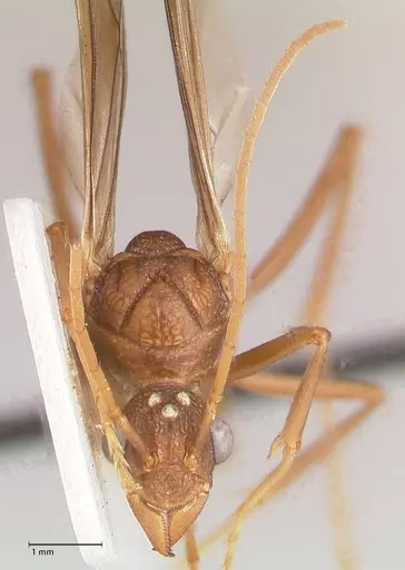 Rhytidoponera nodifera - FOCOL0890