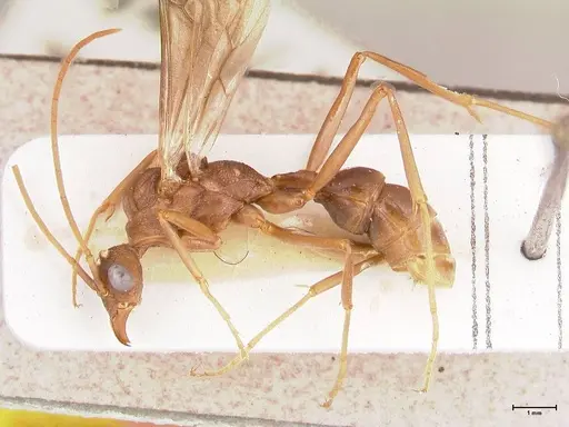 Rhytidoponera nodifera - FOCOL0890