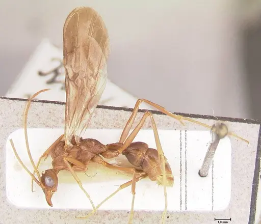 Rhytidoponera nodifera - FOCOL0890