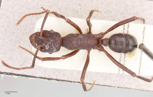 Rhytidoponera nodifera - FOCOL0891