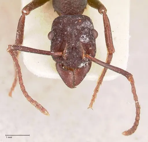Rhytidoponera nodifera - FOCOL0891
