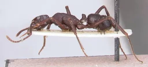 Rhytidoponera nodifera - FOCOL0891