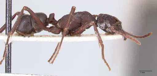 Rhytidoponera nodifera - FOCOL0891