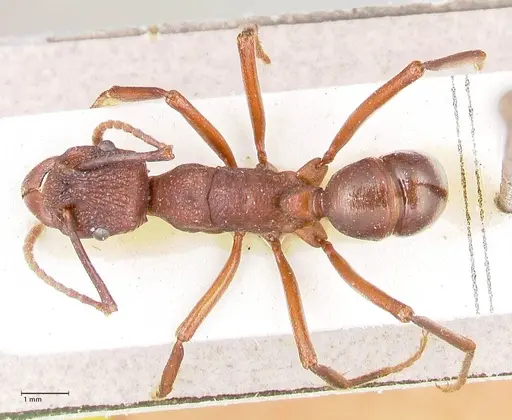 Rhytidoponera nodifera - FOCOL0892