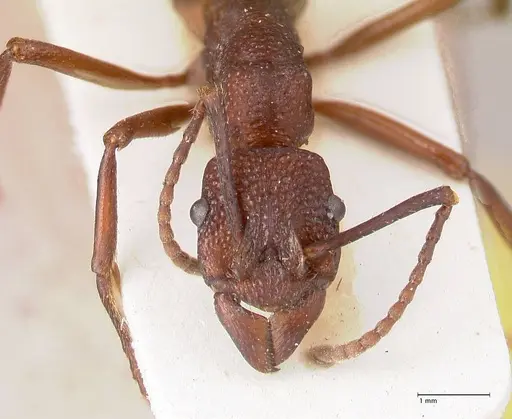 Rhytidoponera nodifera - FOCOL0892