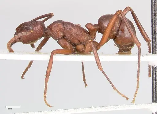 Rhytidoponera nodifera - FOCOL0892