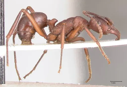 Rhytidoponera nodifera - FOCOL0892