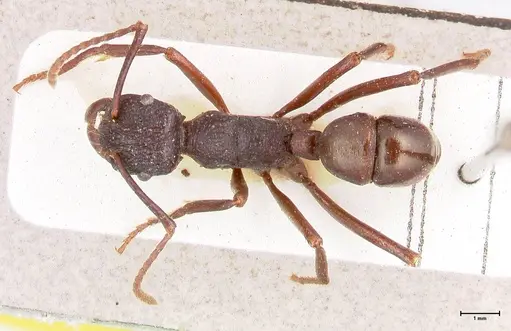 Rhytidoponera nodifera - FOCOL0893