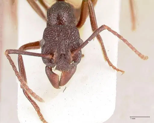 Rhytidoponera nodifera - FOCOL0893