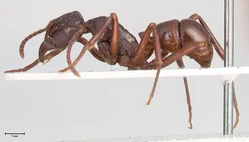 Rhytidoponera nodifera - FOCOL0893