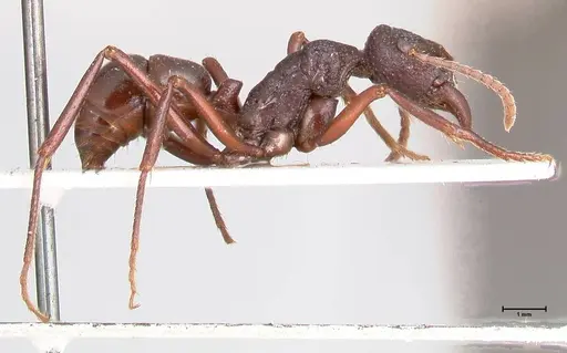 Rhytidoponera nodifera - FOCOL0893