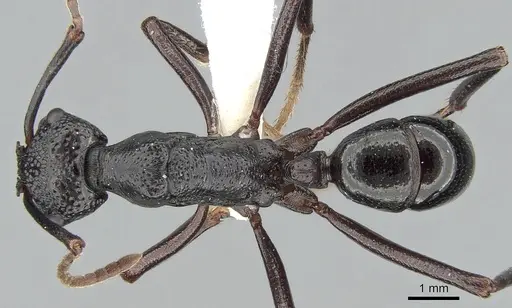 Rhytidoponera nudata specimen