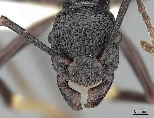 Rhytidoponera nudata specimen