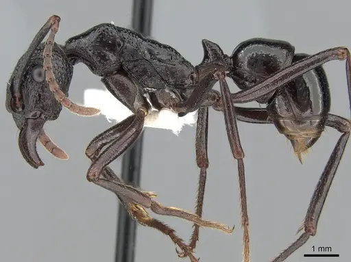 Rhytidoponera nudata specimen