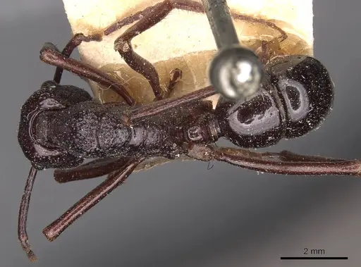 Rhytidoponera nudata - CASENT0907150