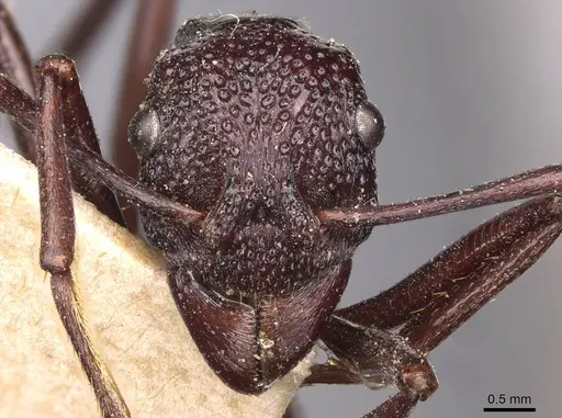 Rhytidoponera nudata - CASENT0907150