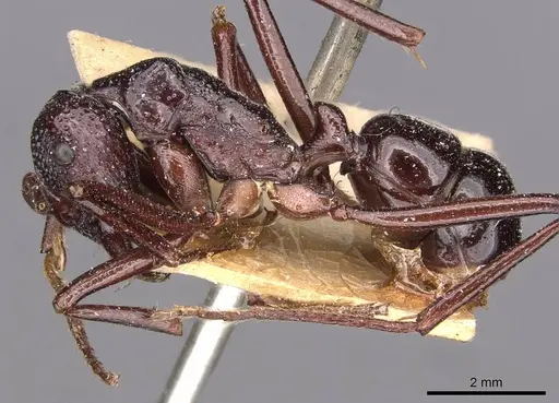 Rhytidoponera nudata - CASENT0907150