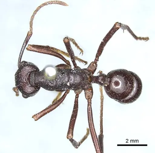 Rhytidoponera nudata - CASENT0915927