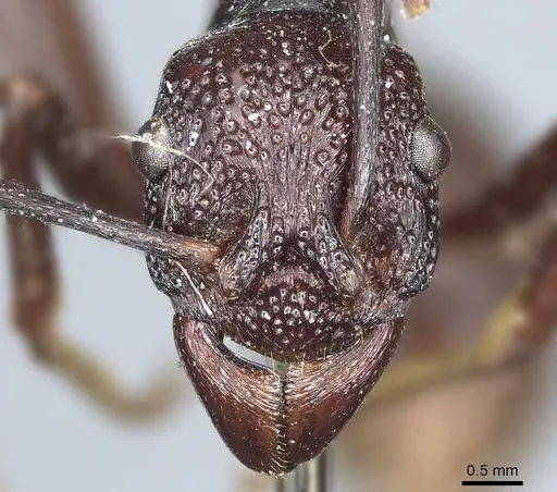 Rhytidoponera nudata - CASENT0915927