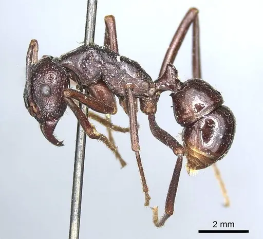 Rhytidoponera nudata - CASENT0915927