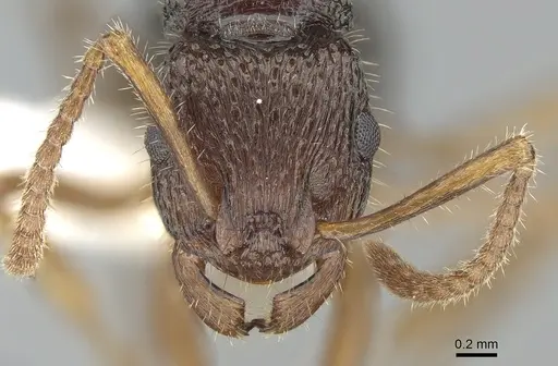 Rhytidoponera numeensis specimen