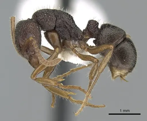 Rhytidoponera numeensis specimen