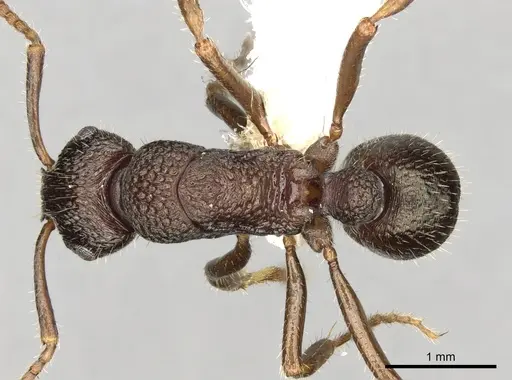 Rhytidoponera numeensis - CASENT0281832