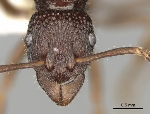 Rhytidoponera numeensis - CASENT0281832