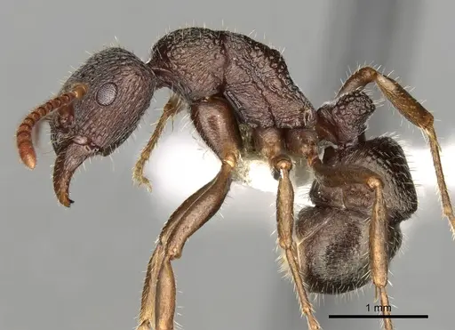 Rhytidoponera numeensis - CASENT0281832