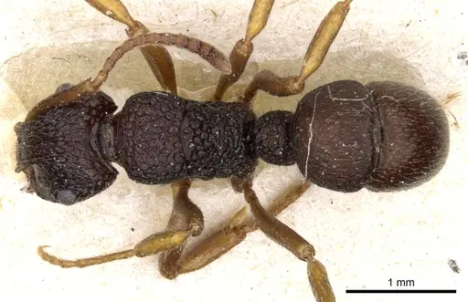 Rhytidoponera numeensis - CASENT0903831