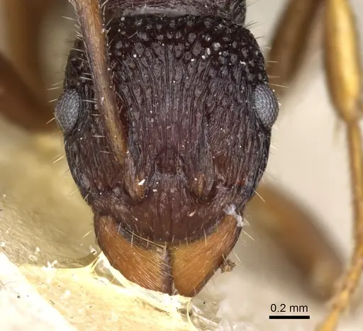 Rhytidoponera numeensis - CASENT0903831