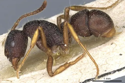 Rhytidoponera numeensis - CASENT0903831