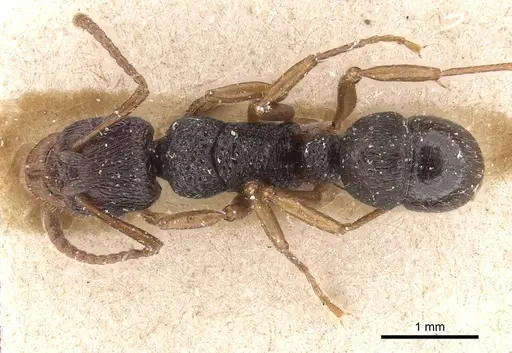 Rhytidoponera numeensis - CASENT0915353