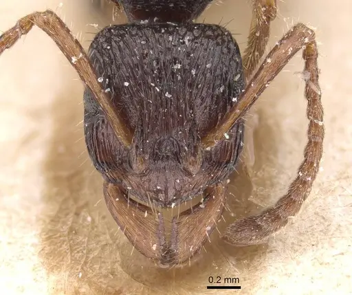 Rhytidoponera numeensis - CASENT0915353