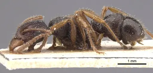 Rhytidoponera numeensis - CASENT0915353