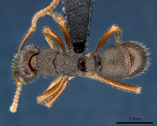 Rhytidoponera numeensis - CSIRONC0119