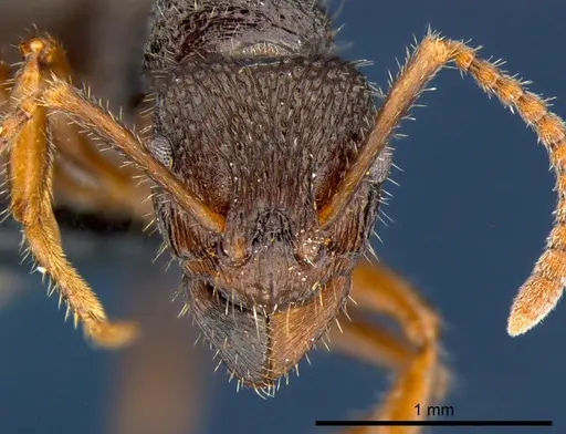 Rhytidoponera numeensis - CSIRONC0119