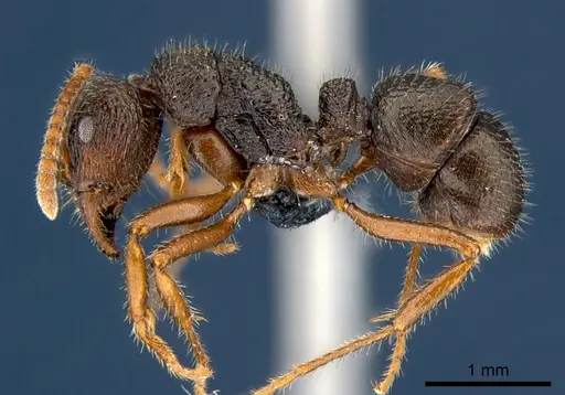 Rhytidoponera numeensis - CSIRONC0119