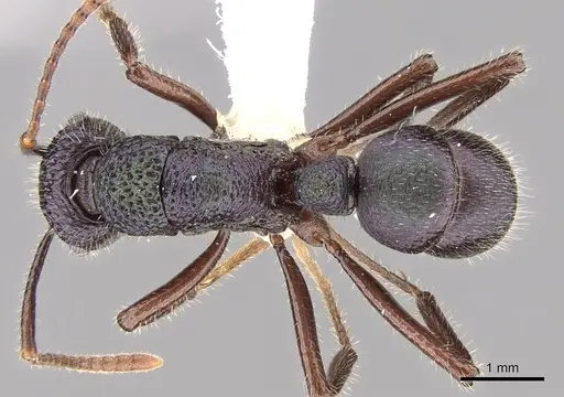 Rhytidoponera opaciventris specimen