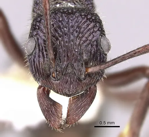 Rhytidoponera opaciventris specimen