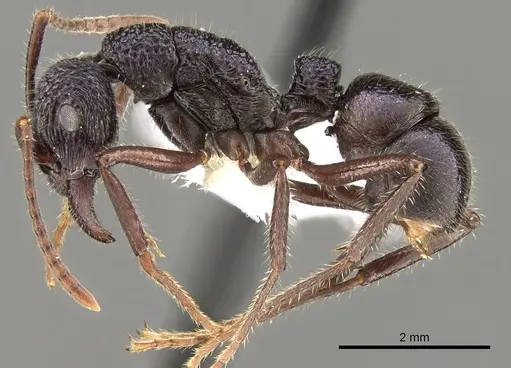 Rhytidoponera opaciventris specimen