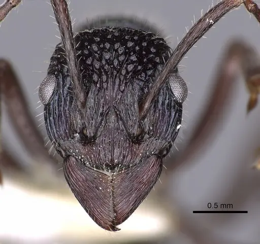 Rhytidoponera opaciventris - CASENT0900534