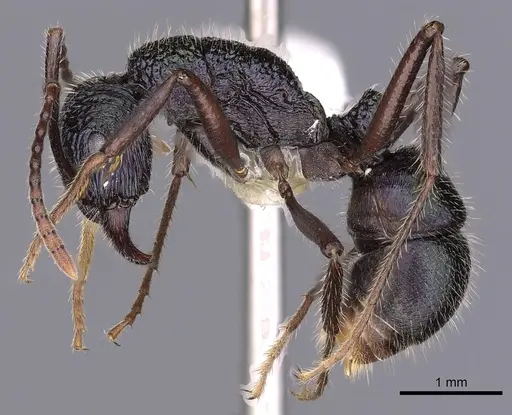 Rhytidoponera opaciventris - CASENT0900534