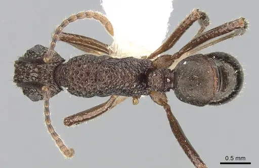 Rhytidoponera peninsularis specimen